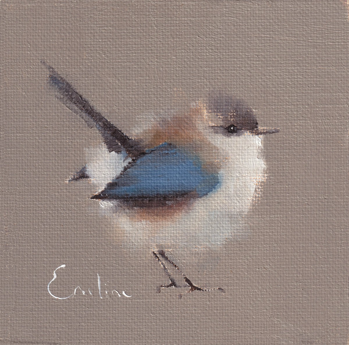 Fairy Wren Greetings Card