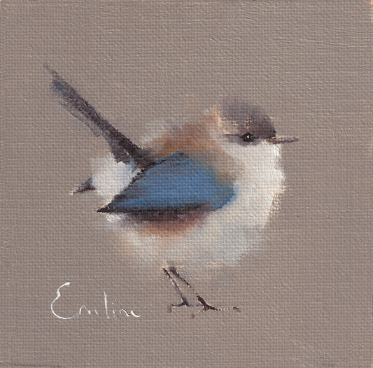 Fairy Wren Greetings Card